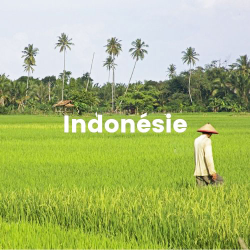 Indonésie rizières