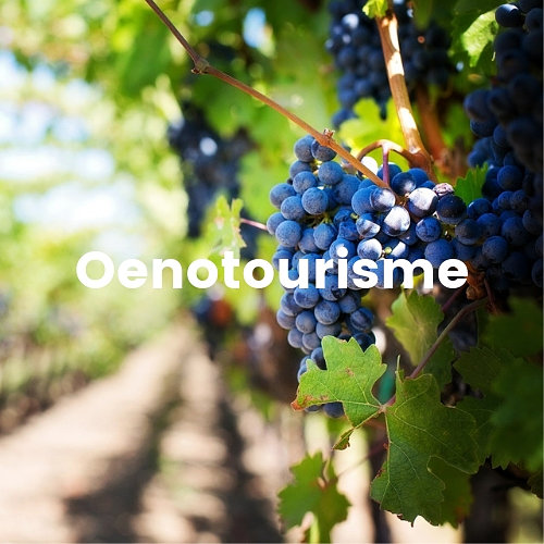 Oenotourisme_vigne